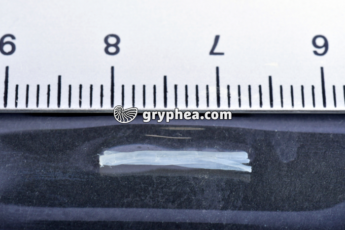 Fibres musculaires de crabe - eau distillée - gryphea.com